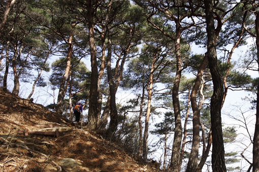 명산산책과 천년절집을 거닐다 마곡사명산산책길